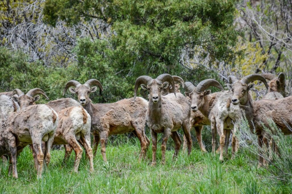 Whitewater Rafting, LLC